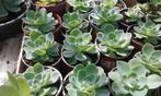 vet planten voor tuin, Tuin en Terras, Ophalen of Verzenden, Zomer, Vaste plant