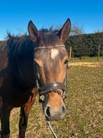 Jument douce, Animaux & Accessoires, Chevaux, Moins de 160 cm, Avec puce électronique, Ne s'applique pas, Cheval de récréation