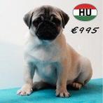 Vrolijke Mopshond-reutjes te koop, Dieren en Toebehoren, Honden | Chihuahua's en Gezelschapshonden, 15 weken tot 1 jaar, Buitenland