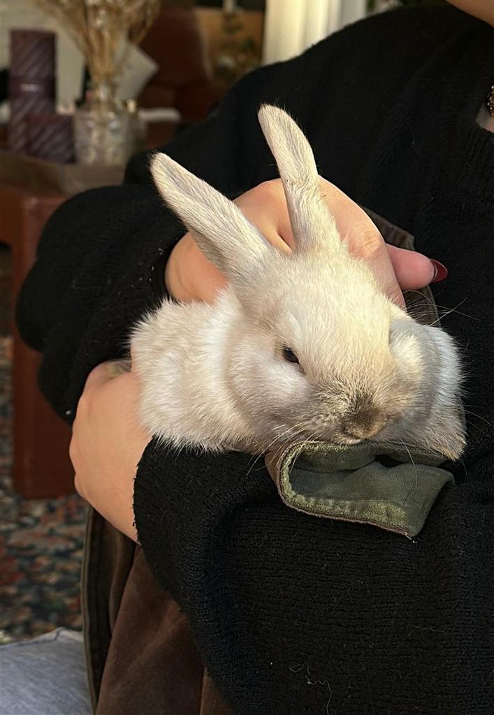 Dwergkonijn x hangoor, Dieren en Toebehoren, Konijnen, Klein, Hangoor
