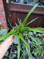 Groene graslelie, Ophalen