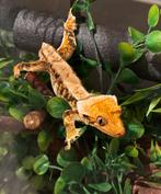 Tricolor lilly white wimpergekko met terrarium, Dieren en Toebehoren, Met terrarium