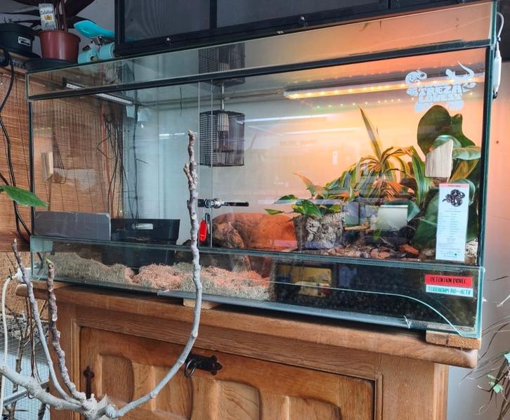 Grand terrarium 120x60x60 Full équipé, Animaux & Accessoires, Reptiles & Amphibiens | Accessoires, Utilisé, Terrarium ou Paludarium
