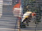 Chardonnert tête blanche, Dieren en Toebehoren, Vogels | Overige Vogels, Mannelijk, Tropenvogel, Geringd
