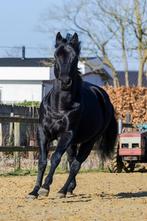 quarter horse 7 jaar, Dieren en Toebehoren, Paarden, Minder dan 160 cm, Ruin, 7 tot 10 jaar, Westernpaard