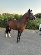 10 jarige b pony welsh zoekt huisje, Ophalen, Gebruikt