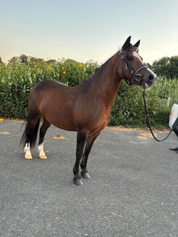 10 jarige b pony welsh zoekt huisje beschikbaar voor biedingen
