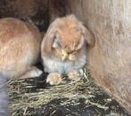 Knap minilop rammetje, Dieren en Toebehoren, Konijnen