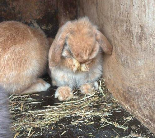 Knap minilop rammetje, Dieren en Toebehoren, Konijnen