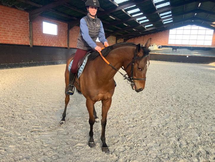 Volbloed 7jaar, Dieren en Toebehoren, Paarden, Ruin, Recreatiepaard, Gechipt, Ontwormd, Ingeënt