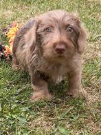 Dwergteckel pups ruwhaar, Dieren en Toebehoren, België, CDV (hondenziekte), 8 tot 15 weken, Dwerg