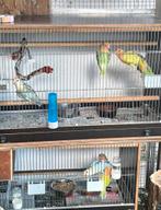 Dwergpapegaaien lovebirds agapornis roseicollis