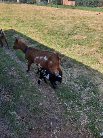 2 boklammeren beschikbaar voor biedingen
