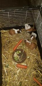 Cavia beertjes, Dieren en Toebehoren, Knaagdieren, Mannelijk, Cavia, Tam