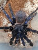 Lasiocyano sazimai mannetje 4 cm lichamlengte