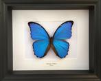 Echte Morpho Didius-vlinder genaturaliseerd onder het frame, Verzamelen, Nieuw, Opgezet dier, Ophalen of Verzenden, Insect