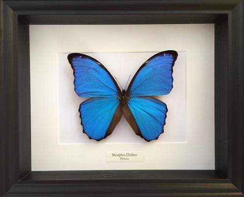 Véritable Papillon Morpho Didius naturalisé sous cadre noir, Collections, Collections Animaux, Neuf, Animal empaillé, Insecte