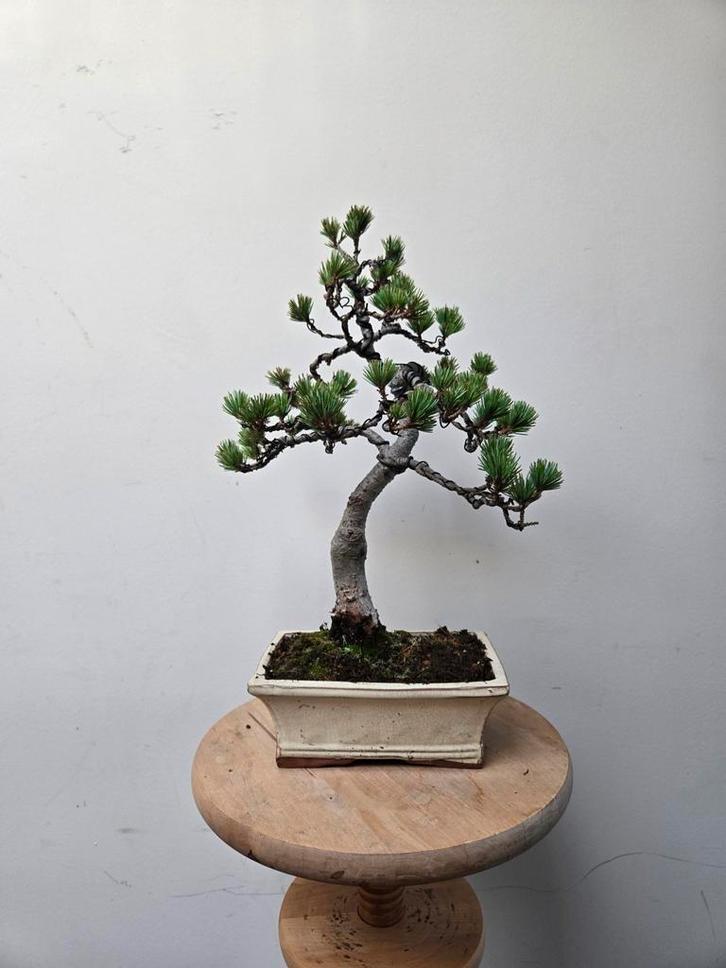 Prachtige witte den bonsai, Tuin en Terras, Planten | Bomen, Ophalen