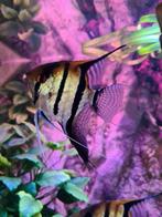 Maanvissen, Dieren en Toebehoren