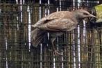 gezocht europese spreeuw mutatie's, Dieren en Toebehoren, Meerdere dieren, Tropenvogel