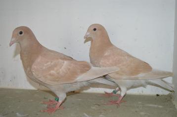 kleurpostduiven, Sexe inconnu, Pigeon voyageur