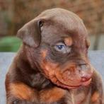 Bruine dobermann puppy's te koop, Dieren en Toebehoren, CDV (hondenziekte), 8 tot 15 weken, Meerdere dieren, België