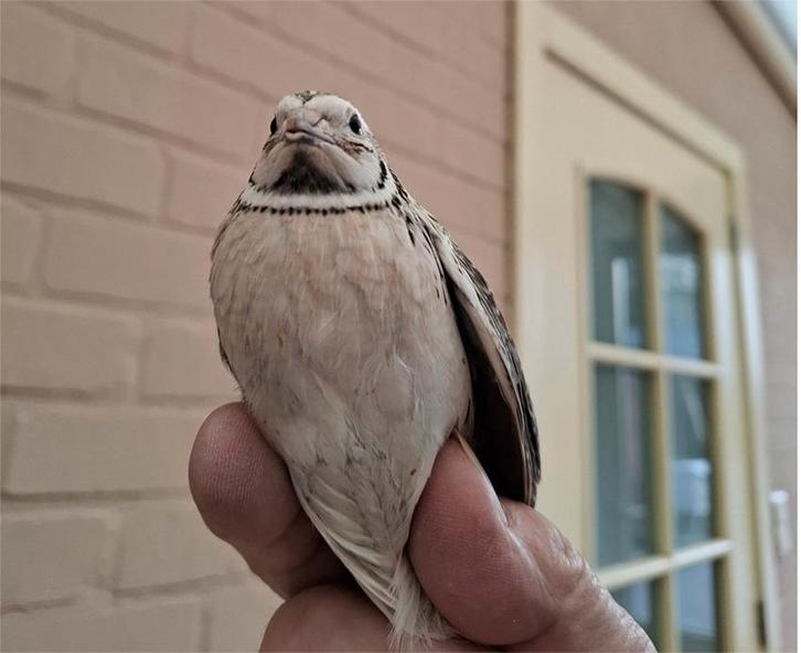 Kwartels, Animaux & Accessoires, Volatiles