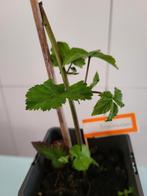 Bramenplant, Tuin en Terras, Planten | Tuinplanten, Ophalen