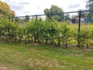 Verschillende palmbomen Trachycarpus fortunei te koop  beschikbaar voor biedingen