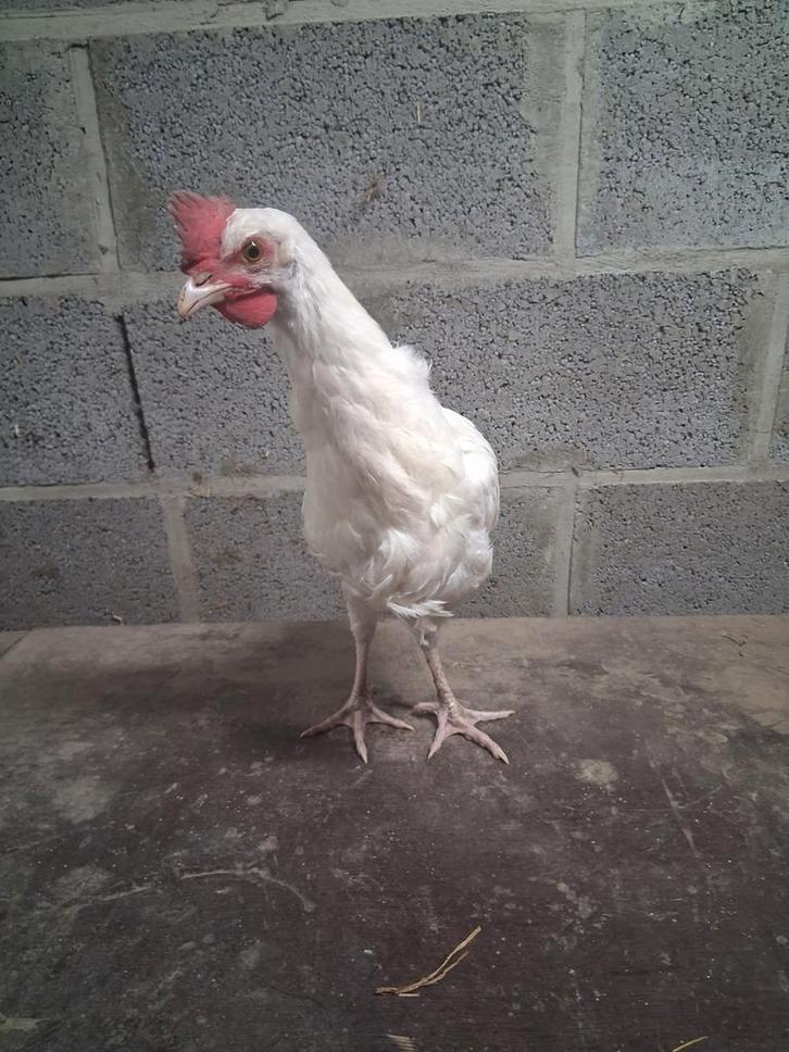 Super lief haantje, Dieren en Toebehoren, Pluimvee, Kip, Mannelijk