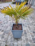 BUITENPALM, Tuin en Terras, Ophalen, Vaste plant, Overige soorten