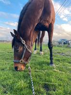 Springpaard gezocht, Dieren en Toebehoren, Springpaard