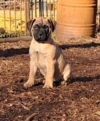 Chiots Bullmastiff, 8 à 15 semaines, Bouledogue, Plusieurs, Éleveur | Loisir