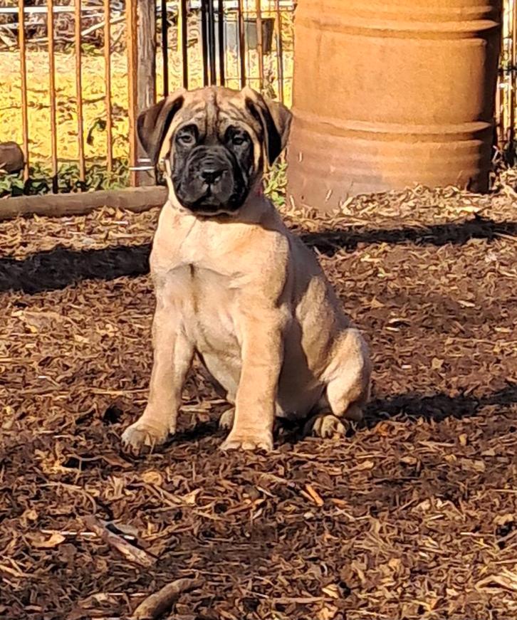 Chiots Bullmastiff, Animaux & Accessoires, Chiens | Bouledogues, Pinschers & Molossoïdes, Plusieurs animaux, Bouledogue, Éleveur | Loisir