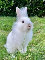 Lief konijntje te koop, Dieren en Toebehoren, Konijnen, Mannelijk, Dwerg, 0 tot 2 jaar