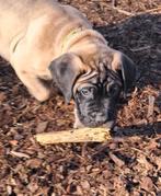 Chiots Bullmastiff, 8 à 15 semaines, Bouledogue, Plusieurs, Éleveur | Loisir