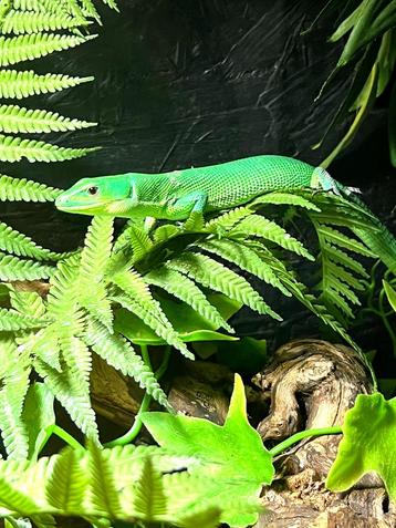 Gastropholis prasina kweektrio 1.2 beschikbaar voor biedingen