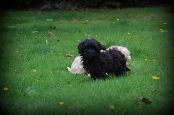 Maltipoo pups beschikbaar voor biedingen