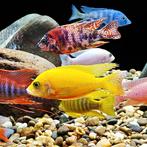 Aquariumvissen Malawi cichliden, Dieren en Toebehoren, Vis, Zoetwatervis