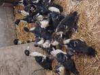 Barbarie eenden te koop tussen 3 maanden en 12 maanden oud, Dieren en Toebehoren, Pluimvee