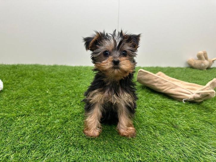 Yorkshire Terrier pups, Dieren en Toebehoren, Honden | Jack Russells en Terriërs, Meerdere dieren, Yorkshire Terriër, Fokker | Professioneel