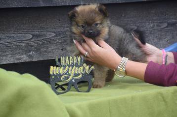 Pomeriaan pups dwergkees pup beschikbaar voor biedingen