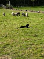 oussant schaap, Dieren en Toebehoren, Schapen, Geiten en Varkens, Vrouwelijk, Schaap, 3 tot 5 jaar