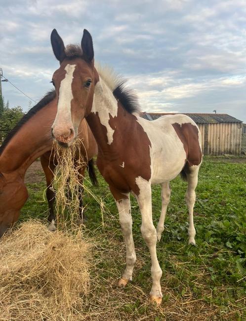 Leuk bont merrieveulen, Animaux & Accessoires, Chevaux, Jument, Non dressé, 0 à 2 ans, Cheval de saut, Avec pedigree, Avec puce électronique