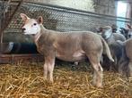 Engelse texel rammen, Mannelijk, Schaap, 0 tot 2 jaar