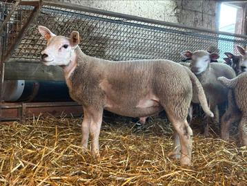 Engelse texel rammen beschikbaar voor biedingen