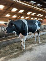 Tweejarige dekstier uit Osnabrück beschikbaar, Dieren en Toebehoren, Runderen, Mannelijk, 0 tot 2 jaar
