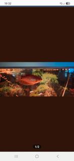 2 gouramies geel voor 5 euro de 2 stuks, Dieren en Toebehoren, Vissen | Aquariumvissen