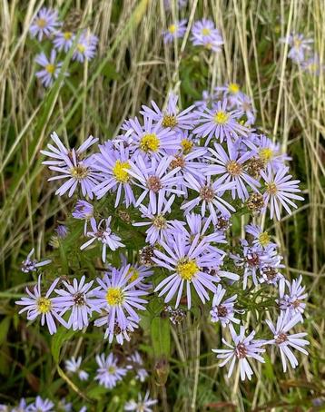 Symphyotrichum novi-belgii - herfstaster