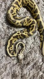 Super pastel leopard 100% dh dg/clown Ball python, Slang, Tam, 0 tot 2 jaar